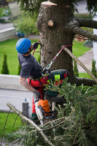 Why Choose Our Tree Removal Services in Valentine, NE?